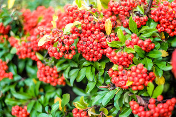 red berries on the bush