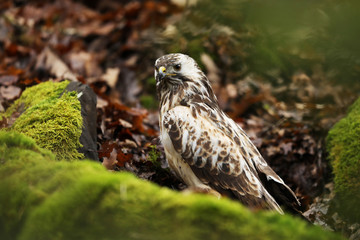 Common buzzard is one of the most common bird of prey - Buteo buteo