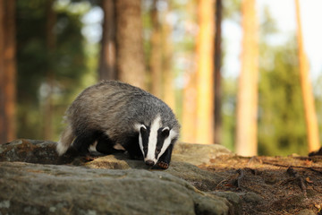 Young badger sniffing on the rock in forest - Meles meles