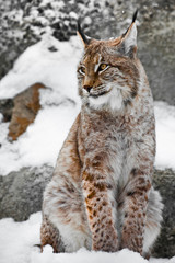 Naklejka na ściany i meble A beautiful and strong wildcat lynx sits upright and straight in the snow