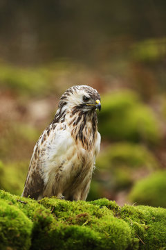 Common buzzard is one of the most common bird of prey in Europe - Buteo buteo