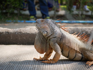 Fototapeta premium iguana