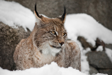 A beautiful and strong wildcat lynx sits quietly (lying) full face in the snow and looks at you laughing eyes.