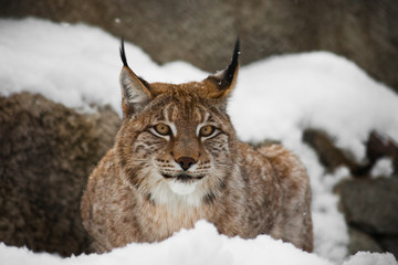 Fototapeta premium A beautiful and strong wildcat lynx sits quietly (lying) full face in the snow and looks at you laughing eyes.