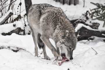 Gray wolf on white snow with a piece of meat. the beast is cautious