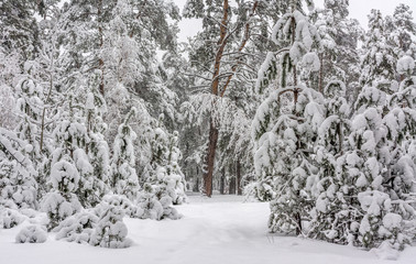 walk in the winter. snowy forest. snow covered trees. drifts snowfall.