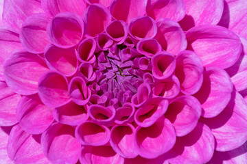 Dahlia flower