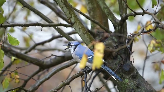 One blue jay Cyanocitta cristata, bird closeup perched on tree branch during autumn rain in Virginia, raining, sitting eating peanut food