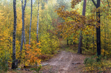 autumn travel. autumn forest. autumn colors. nature. landscape.