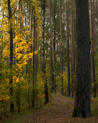 Fototapeta premium autumn travel. autumn forest. autumn colors. nature. landscape.