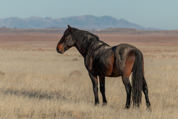 Beautiful Wild Horse in Utah