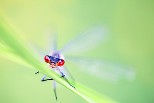Red-eyed damselfly