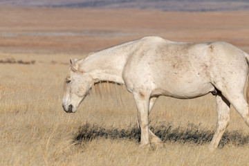 Naklejka na ściany i meble Beautiful Wild Horse in Utah