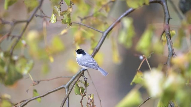 Slow motion of chickadee bird perched on tree branch, high angle view with rain, raining in Virginia, chirping, singing