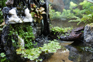 Selected focused of aquascape and terrarium design in small glass aquarium displayed for the public. 