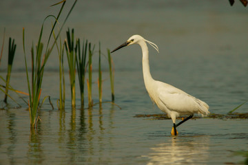 Little egret / Egretta garzetta