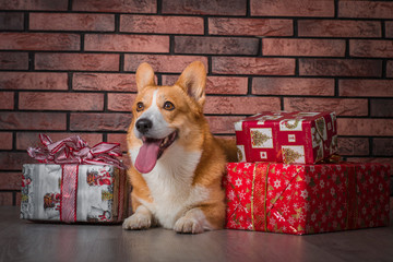 red dog corgi pembroke in christmas studio with presents