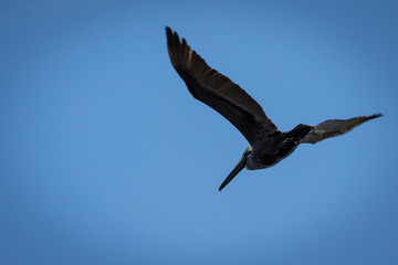 pelican in flight