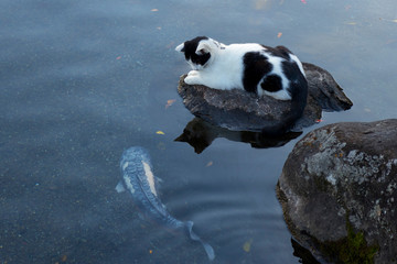  Cat sitting on a stone watching a large carp