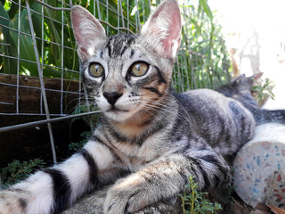 Gato filhote tigrado