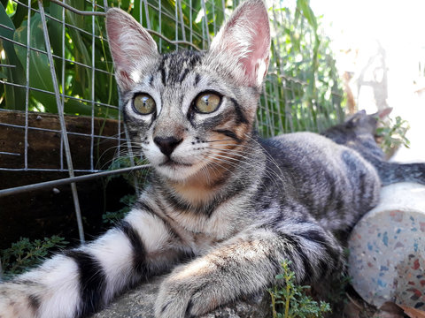 Gato filhote tigrado