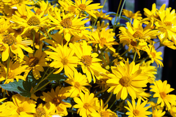 yellow flowers on a background