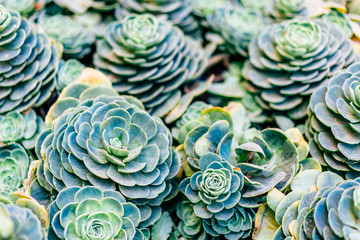 Succulent plant in green background
