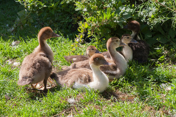goose and goslings