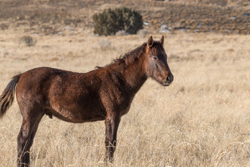 Fototapeta premium Cute wild Horse Foal in the Utah Desert