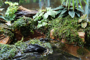 Selected focused of aquascape and terrarium design in small glass aquarium displayed for the public. 