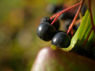 black chokeberry berries in autumn macro