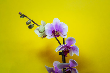 Orchid flower. Pink Orchid flowers isolated on yellow background