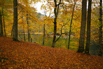 autumn in the Yedigoller park, Bolu