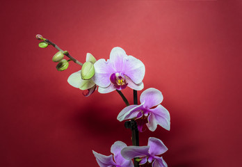 Orchid flower. Pink Orchid flowers isolated on red background