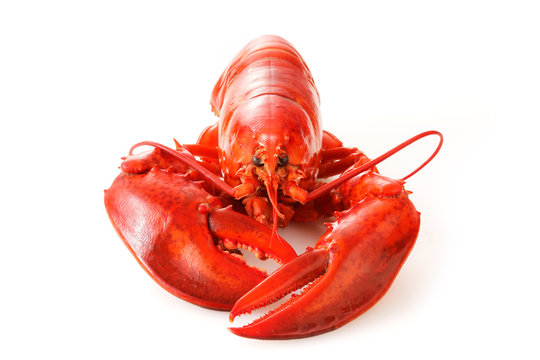 ロブスター　Lobster