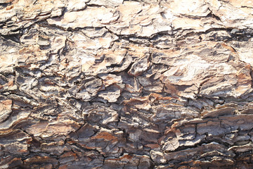 Early skin Samanea saman.Bark skin peeling off the background