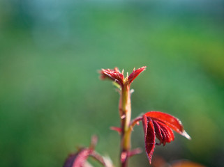 the sprig of roses in the fall in the garden, macro