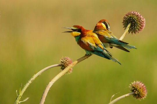 Two birds on the plant on a green background. European bee-eater / Merops apiaster
