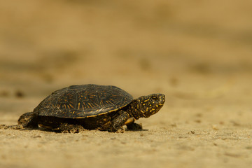 A small turtle goes on the beach. European pond turtle / Emys orbicularis