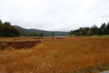 Obraz premium 尾瀬の草原