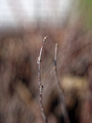 a little dry twig of the Apple tree macro