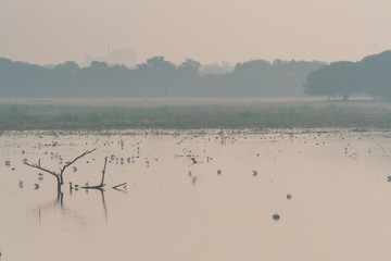 Naklejka premium Birds on Water
