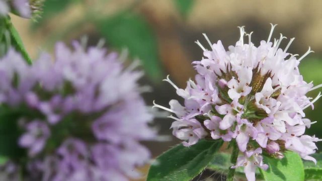 Blossom of mentol plant in a garden with insect.