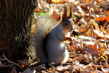 squirrel