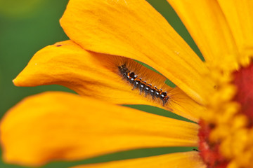 insects on flowers