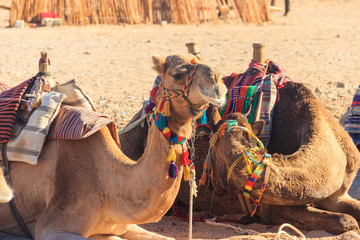 Camels with traditional bedouin saddle in Arabian desert, Egypt