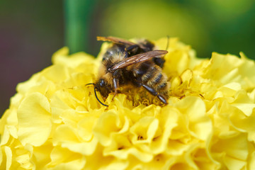 insects on flowers