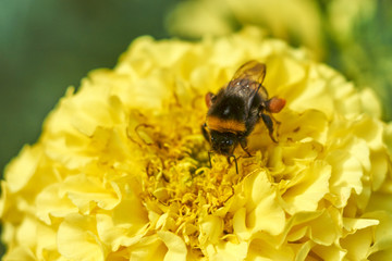 insects on flowers