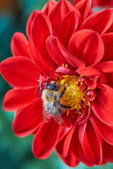 insects on flowers