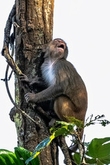 Rhesus macaque monkey (Macaca mulatta) in the jungle - Jim Corbett National Park, India